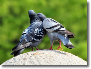 Couple amoureux de pigeon