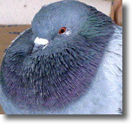 Gorge chatoyante du pigeon