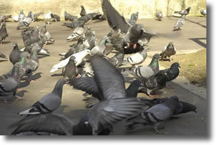 la régulation necessaires des pigeons en ville